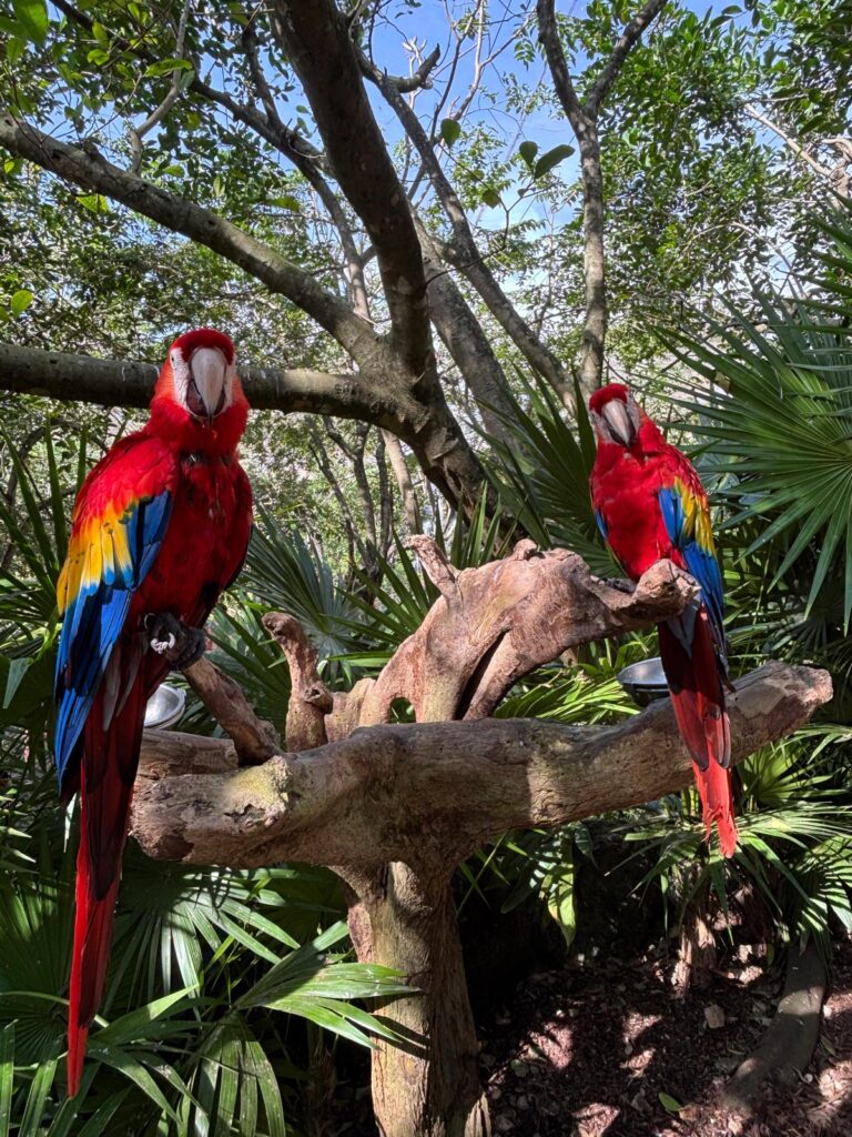 Perroquets - Mexique